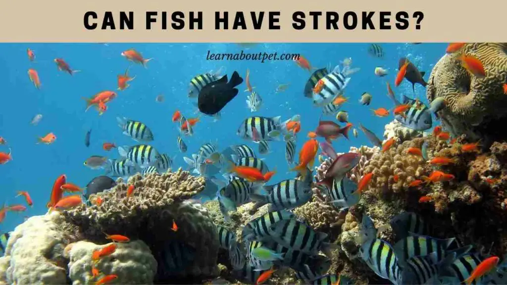 Can fish have strokes