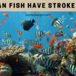 Can Fish Have Strokes? (7 Interesting Health Facts)