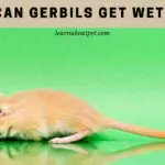 Can Gerbils Get Wet? (7 Interesting Facts)