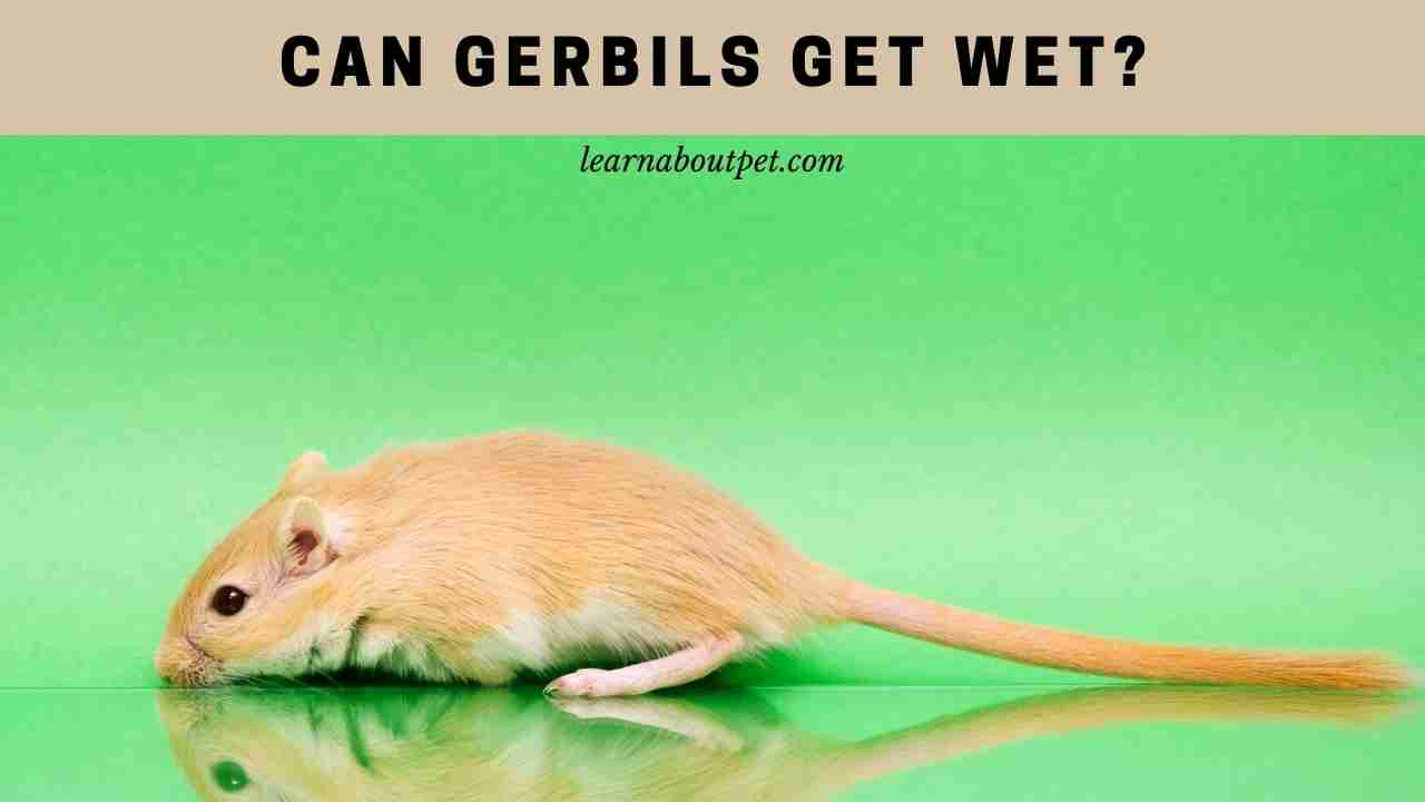 Can Gerbils Get Wet? (7 Interesting Facts) 2023