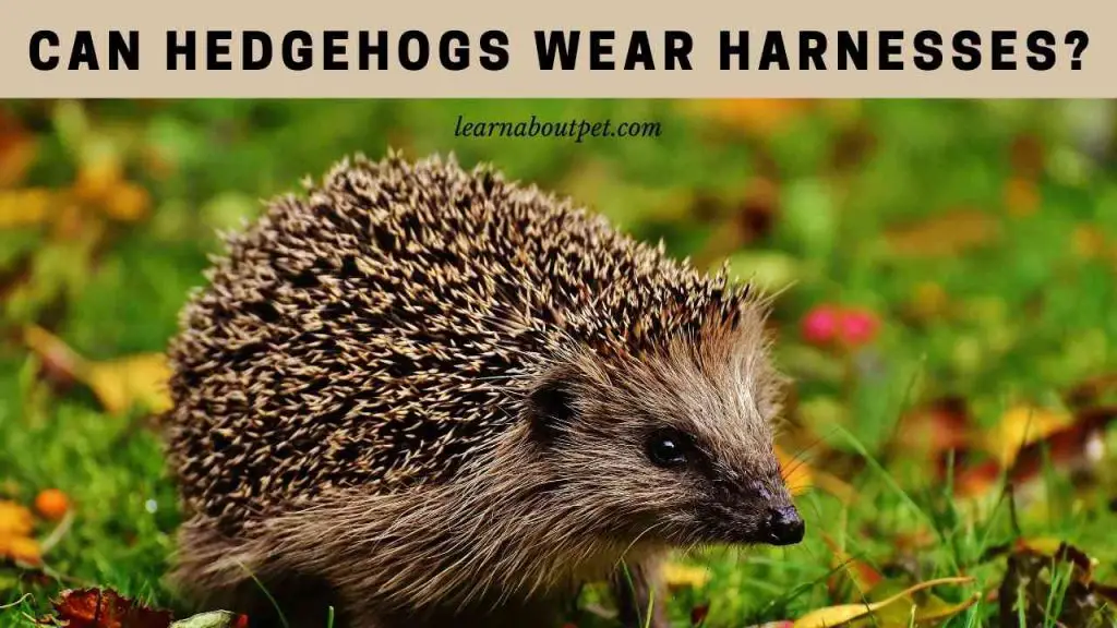 Can hedgehogs wear harnesses