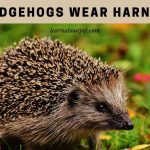 Can Hedgehogs Wear Harnesses? (7 Interesting Facts) Can hedgehogs wear harnesses