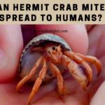 Can Hermit Crab Mites Spread To Humans? 7 Interesting Facts