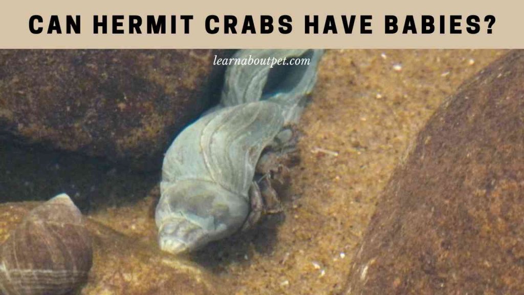 Can hermit crabs have babies