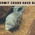 Can Hermit Crabs Have Babies? (5 Cool Facts)