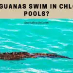Can Iguanas Swim In Chlorine Pools? 7 Interesting Facts