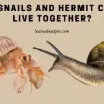 Can Snails And Hermit Crabs Live Together? (7 Cool Facts)