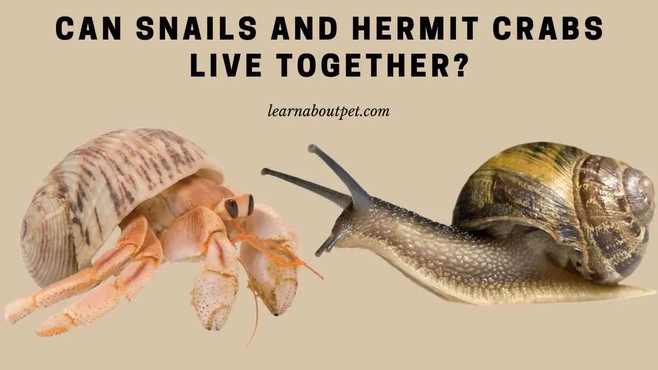 Can Snails And Hermit Crabs Live Together? (7 Cool Facts)