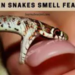 Can Snakes Smell Fear? (7 Interesting Facts)