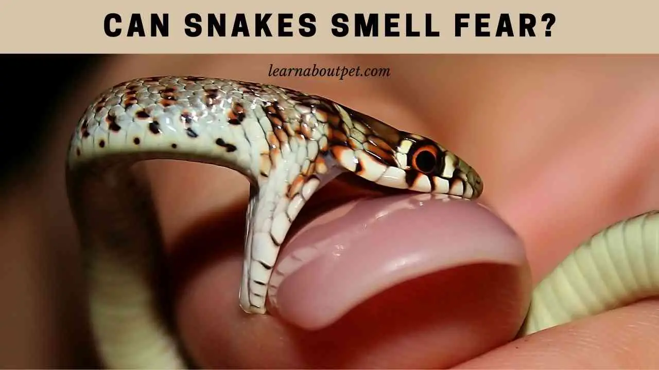 Can Snakes Smell Fear? (7 Interesting Facts) 2023