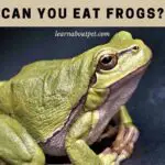 Can you eat frogs