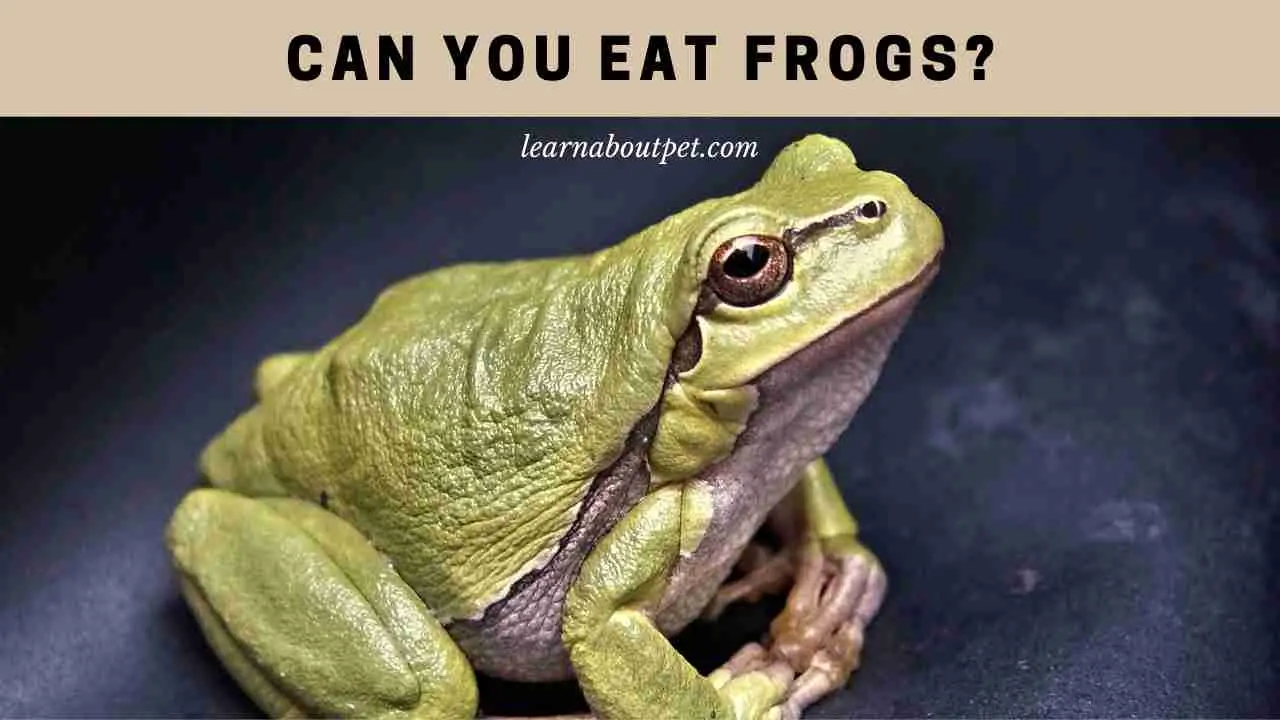 Can You Eat Frogs? (5 Interesting Edible Frog Species) - 2023