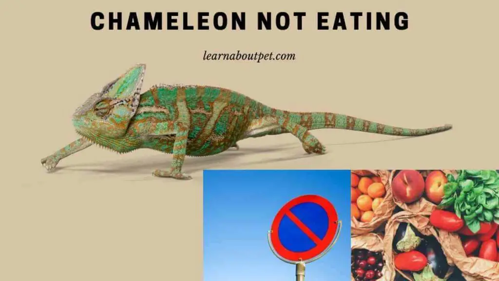 Chameleon Not Eating : (3 Clear Tips To Make Chameleon Eat)