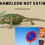 Chameleon Not Eating : (3 Clear Tips To Make Chameleon Eat)
