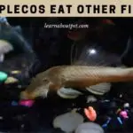 Do Plecos Eat Other Fish? (7 Interesting Facts)
