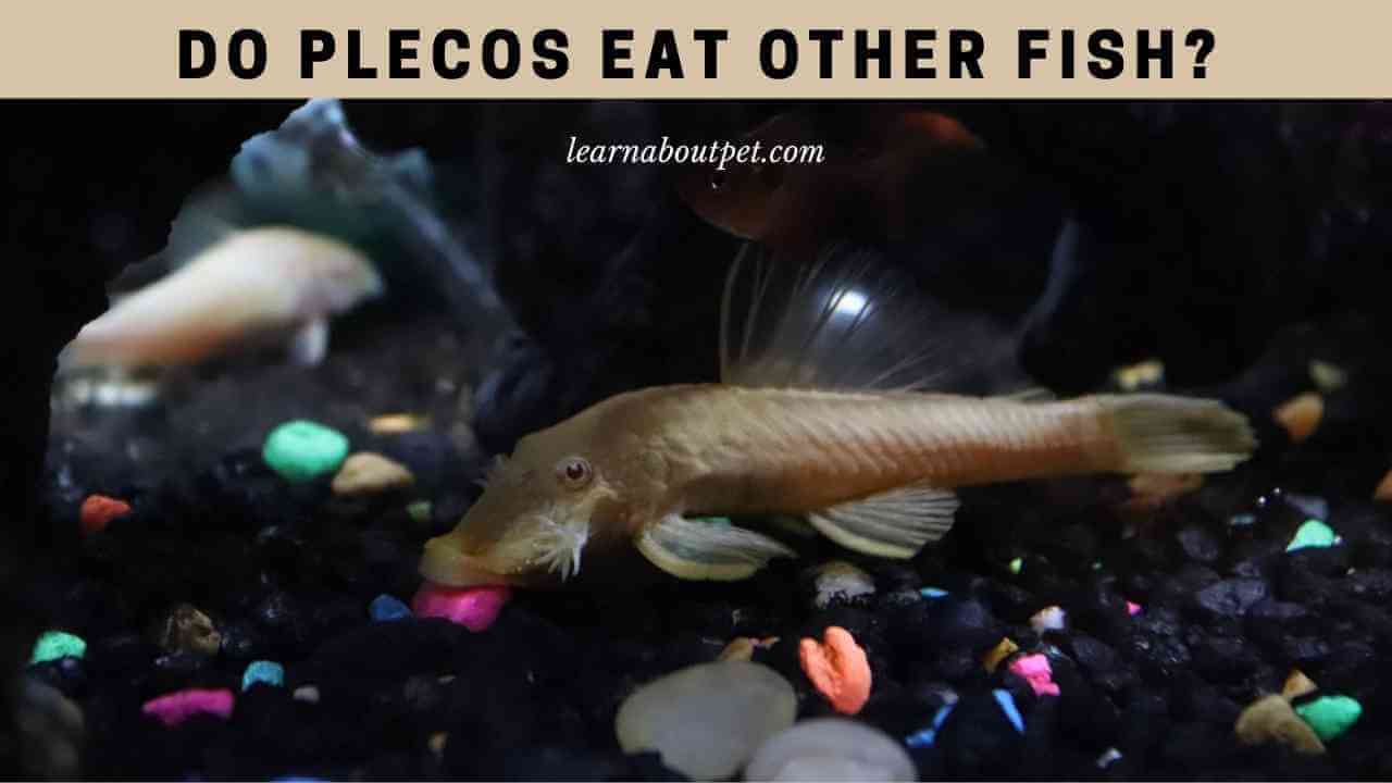 Do Plecos Eat Other Fish? (7 Interesting Facts) - 2023