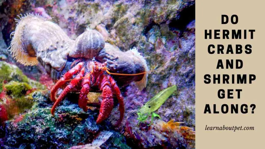 Do hermit crabs and shrimp get along