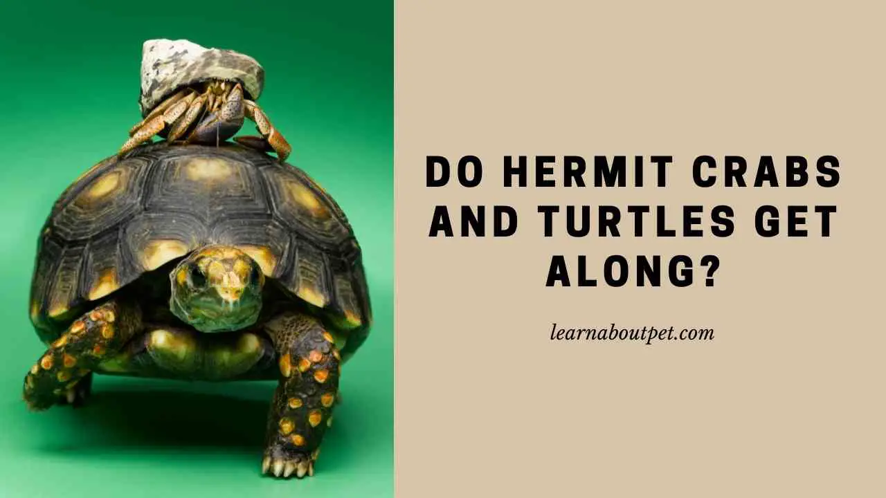 Do Hermit Crabs And Turtles Get Along? (7 Cool Facts) - 2023