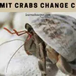 Do hermit crabs change colors