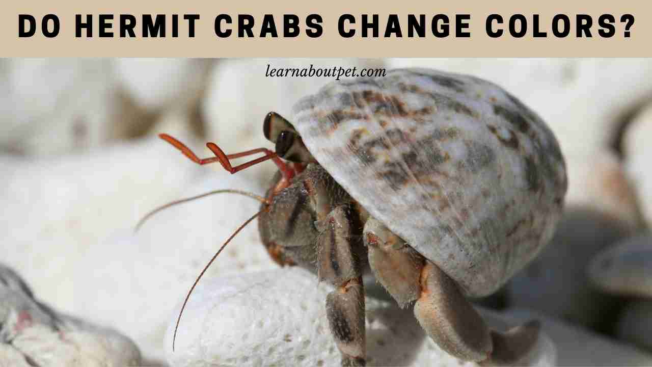 Do Hermit Crabs Change Colors? (7 Interesting Facts) 2023