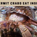 Do hermit crabs eat insects