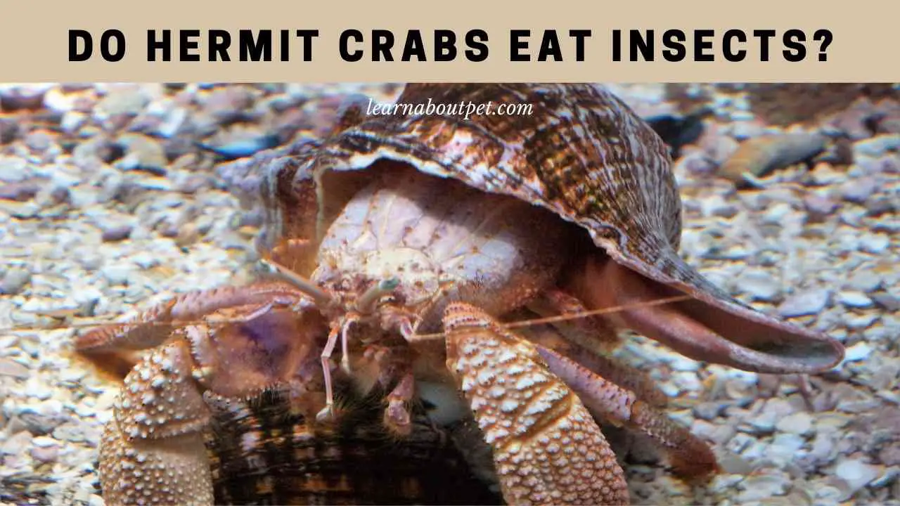 Do Hermit Crabs Eat Insects? (9 Interesting Facts!) 2022