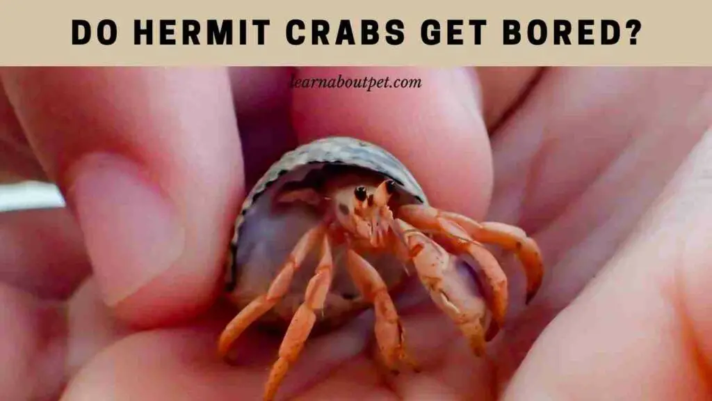 Do hermit crabs get bored