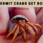Do Hermit Crabs Get Bored? (9 Interesting Facts)
