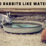 Do Rabbits Like Water? (9 Interesting Facts)