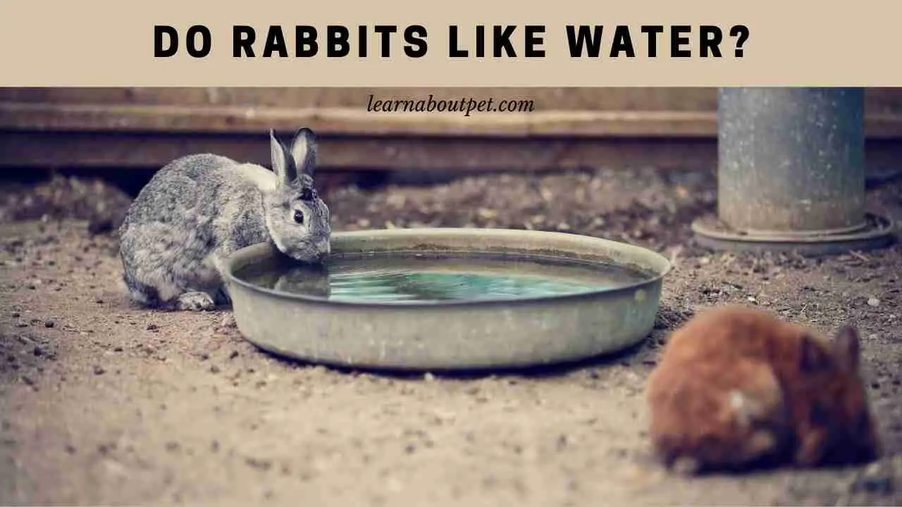 Do Rabbits Like Water? (9 Interesting Facts) 2023