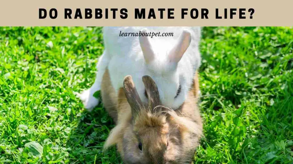 Do Rabbits Mate For Life? 7 Clear Signs To Look For - 2024