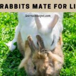 Do rabbits mate for life