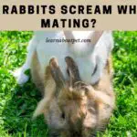 Do Rabbits Scream While Mating?