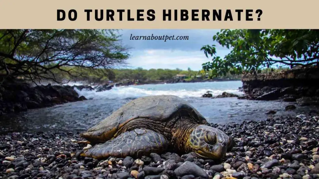Do turtles hibernate