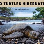 Do Turtles Hibernate? (9 Interesting Turtle Brumation Facts)