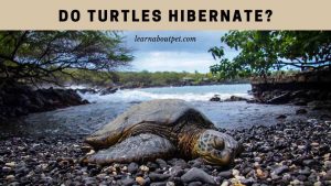 Do Turtles Hibernate? (9 Interesting Turtle Brumation Facts)