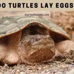Do Turtles Lay Eggs? (15 Interesting Facts)