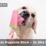 Dog Ate Popsicle Stick : 7 Important Checks To Do