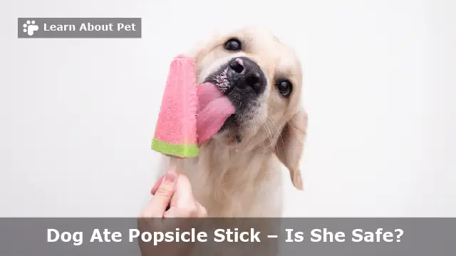 Dog Ate Popsicle Stick : 7 Important Checks To Do - 2023