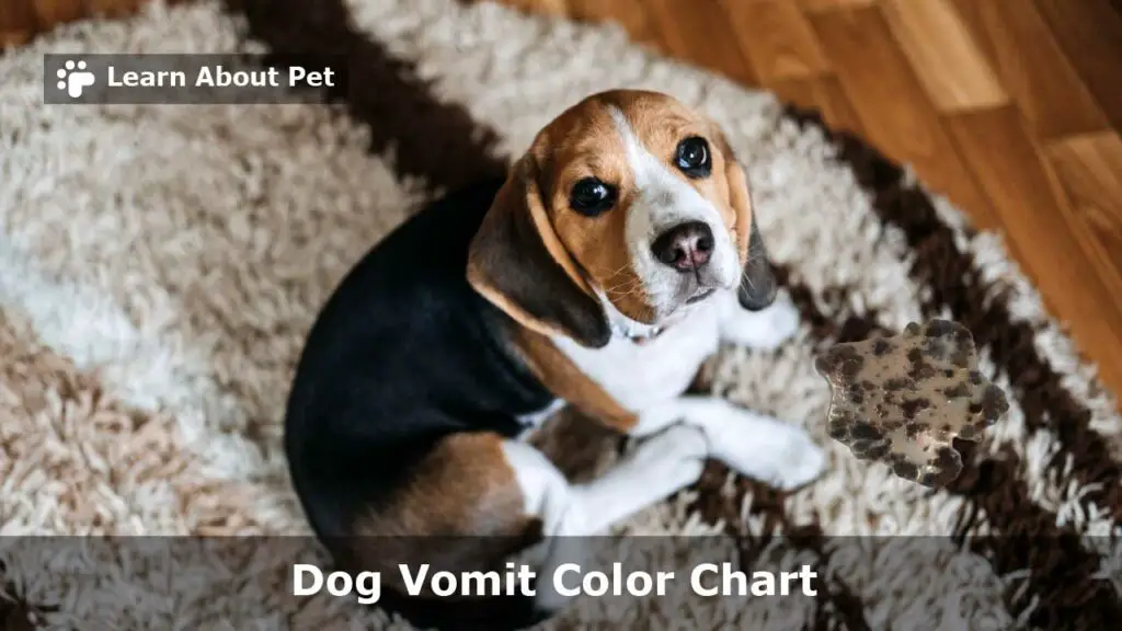 Dog Vomit Color Chart : 9 Menacing Colors And Reasons - 2024