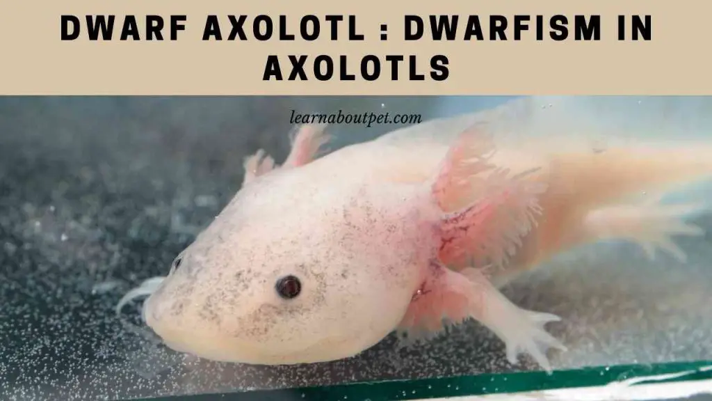 Dwarf axolotl