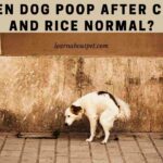 Green Dog Poop After Chicken And Rice : (7 Menacing Facts)
