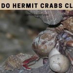 How Do Hermit Crabs Climb? 6 Cool Hermit Crab Climbing Toys