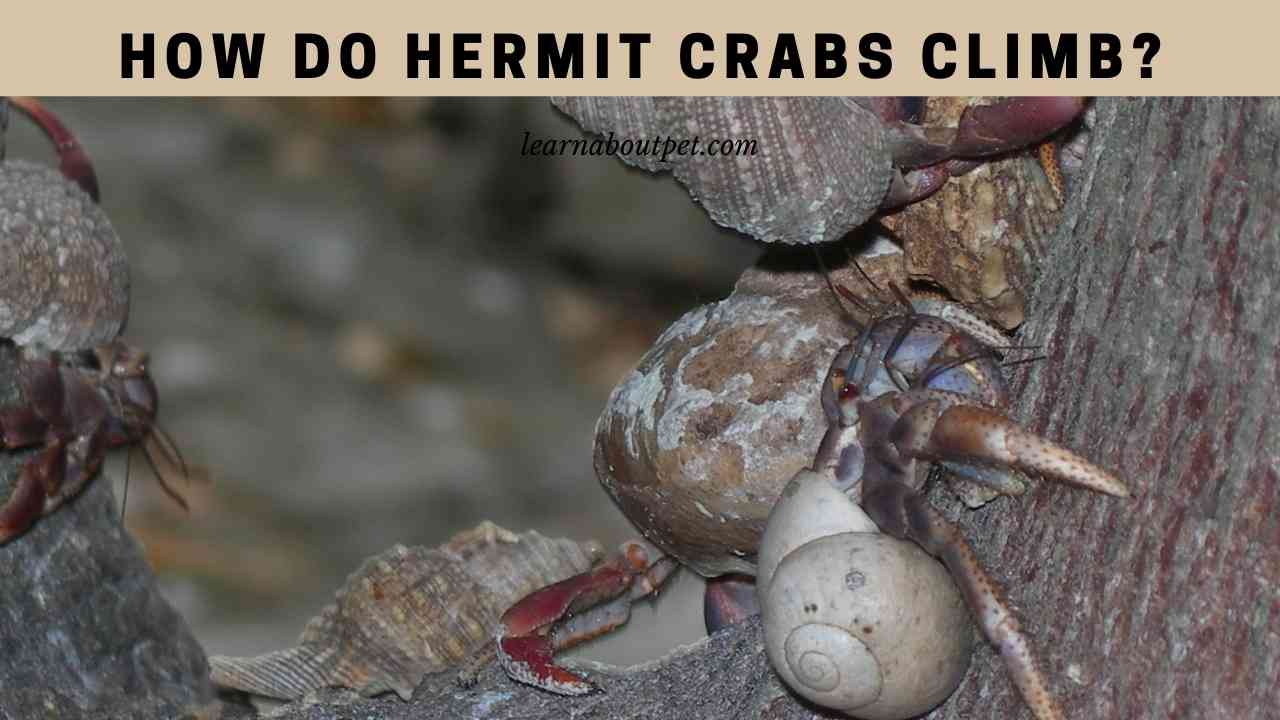How Do Hermit Crabs Climb? 6 Cool Hermit Crab Climbing Toys