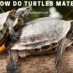 How Do Turtles Mate? 15 Cool Turtle And Tortoise Mating Facts