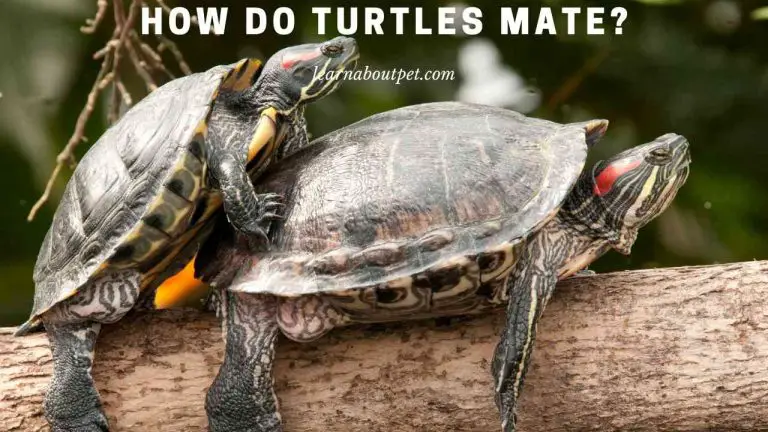 How Do Turtles Mate? 15 Cool Turtle And Tortoise Mating Facts