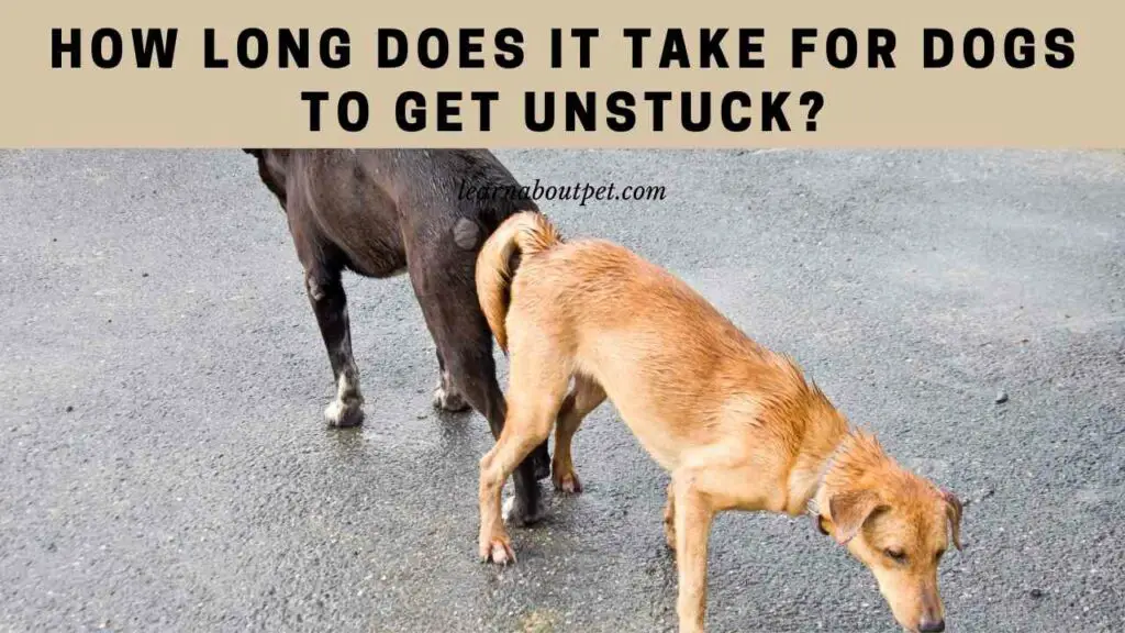 How Long Does It Take For Dogs To Get Unstuck? 7 Clear Tips