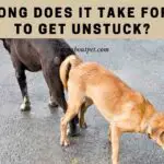How Long Does It Take For Dogs To Get Unstuck? 7 Clear Tips