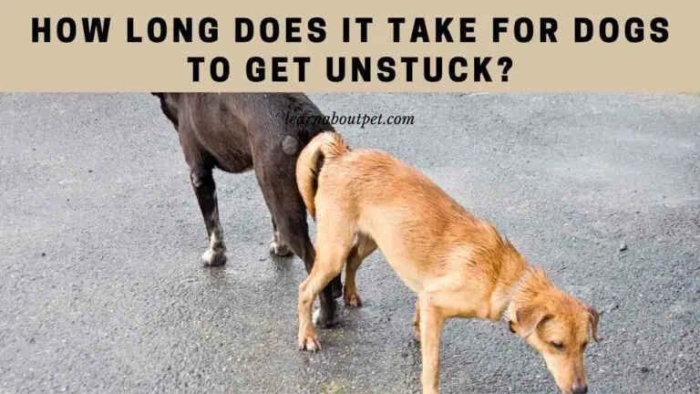 how-long-does-it-take-for-dogs-to-get-unstuck-7-clear-tips