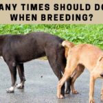How Many Times Should Dogs Tie When Breeding? 7 Clear Tips